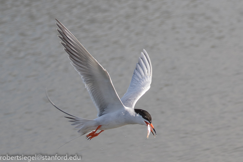 palo alto baylands